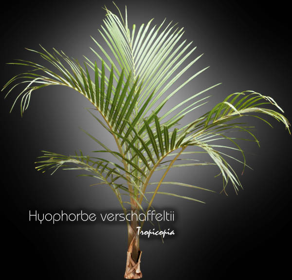 Palmier - Hyophorbe verschaffeltii - Palmiste marron - Spindle palm